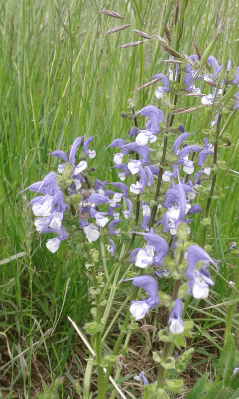 Lamiacea da ID